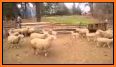 Sheep Run related image