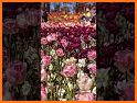 DM | 052 Flower Fest Party related image