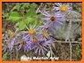 Idaho Wildflowers related image