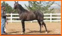 Arabian Horse Association related image