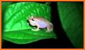 Coqui Ringtone related image