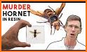 Murder Hornet Tips! related image