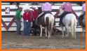 Angry Bull Attack – Cowboy Racing related image