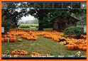 Pumpkin Man Escape - A2Z related image