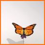 Aesthetic Wallpaper - Monarch Butterfly 3D related image