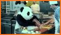 Panda Revenge related image