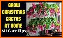 How to Care for a Christmas Cactus related image