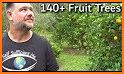 Fresh Fruit Orchard related image