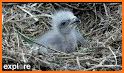 EagleCam related image