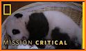 Panda Sleep related image