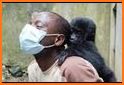 Infant Gorilla Rescue related image