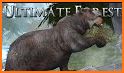 Wildlife Simulator: Bear related image