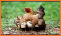 Hen Sound - Chicken Sounds - Rooster Sound related image