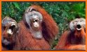 ApeMe - Create funny ape selfies related image