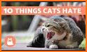 Cat Facts related image