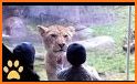 Funny Animals! Zoo for toddler related image