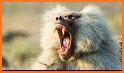 Baboon related image