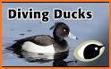 The Duck ID App related image