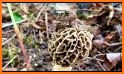 Minnesota Mushroom Forager Map Morels Chanterelles related image