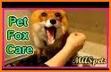 Baby Fox Care related image