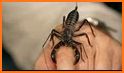 How to Take Care of a Pet Tarantula or Scorpion related image