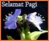 Gambar Kata Selamat pagi & Ucapan Selamat Malam related image