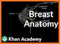 Breast Anatomy Pro. related image