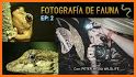 Fotos con animales, fotomontaje y filtros salvajes related image