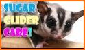 Pet Sugar Glider Care Guide related image