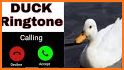 Animal Sounds - Bird Ringtones related image