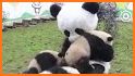 Panda Master - Çək və Boya related image