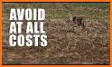 Coyote hunting calls: coyote, fox, wolf sounds related image