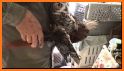 Horned Owl Rescue related image