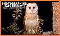 Kavi Escape Game 661 - Genial Barn Owl Escape related image