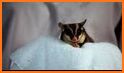 Pet Sugar Glider Care Guide related image