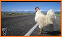 Are You Chicken? - Cross the Road! related image