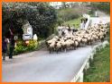 Sheep Run related image