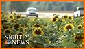 Boys in sunflowers related image