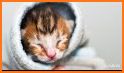 Rescue Kitten 2020 -Save Cat related image