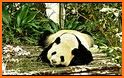 Word Panda Feed related image