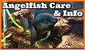 Angel Fish related image