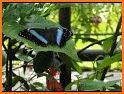 Butterfly Park related image