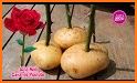 Ramos de Rosas Hermosas related image