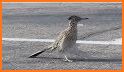 RoadRUNNER related image