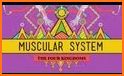 The Muscular System Manual related image