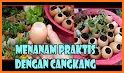 tips cara praktis dan cerdas menanam jagung related image