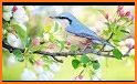 Bird Calls, Sounds & Ringtones for mind relaxation related image