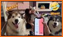 Cat&Dog Translator - Speak to your pet related image