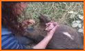 Wombat Rescue related image