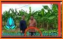 tips praktis belajar tanaman buah menguntungkan related image